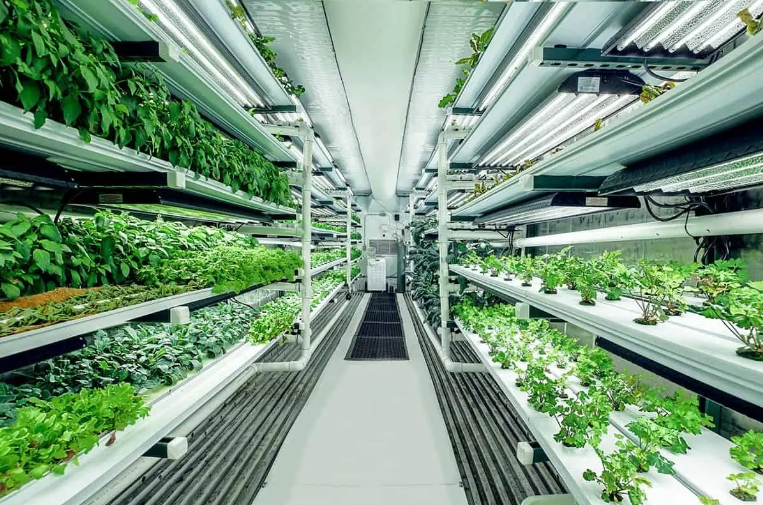 Hydroponic Vertical Farming Container 20'